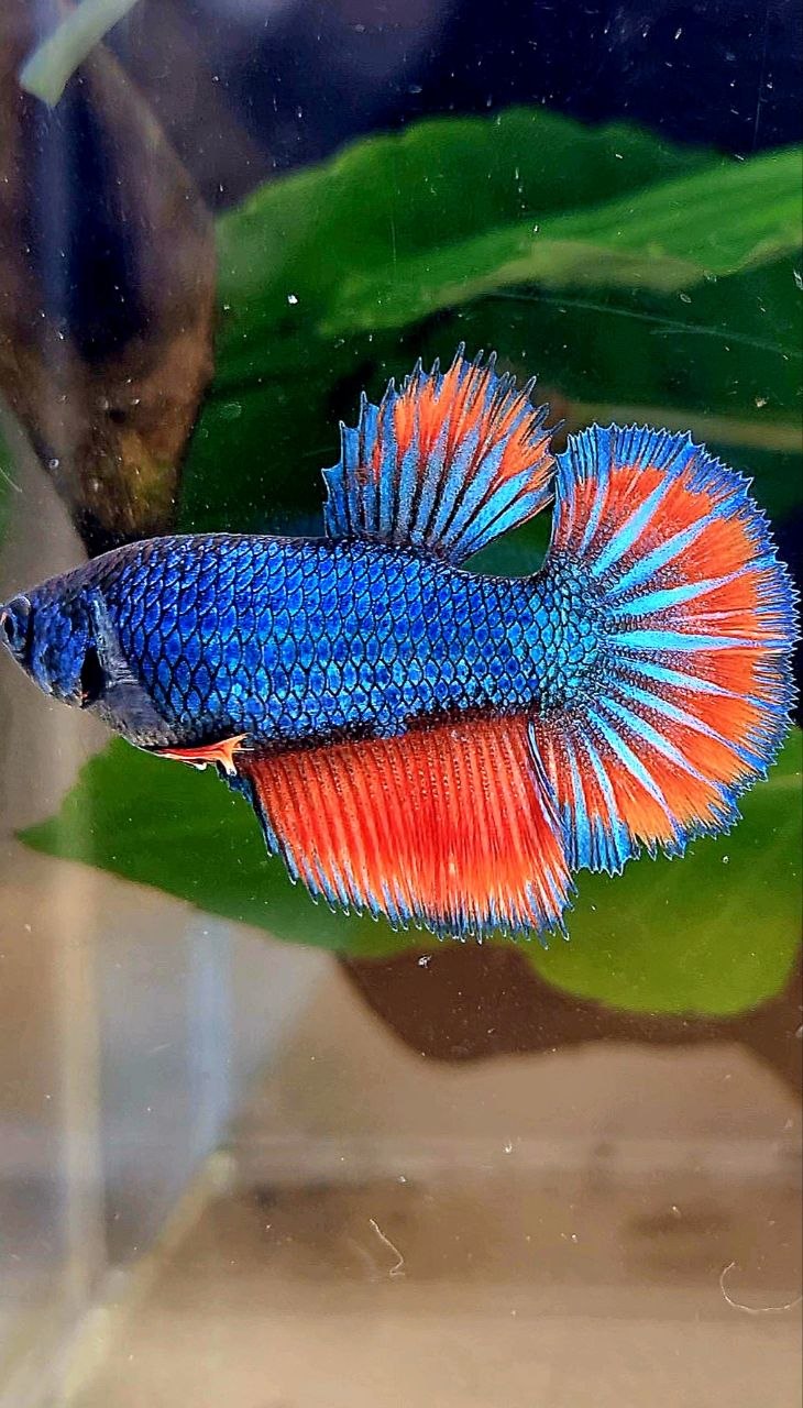 FEMALE HALFMOON ROSETAIL BLUE RED BETTA FISH