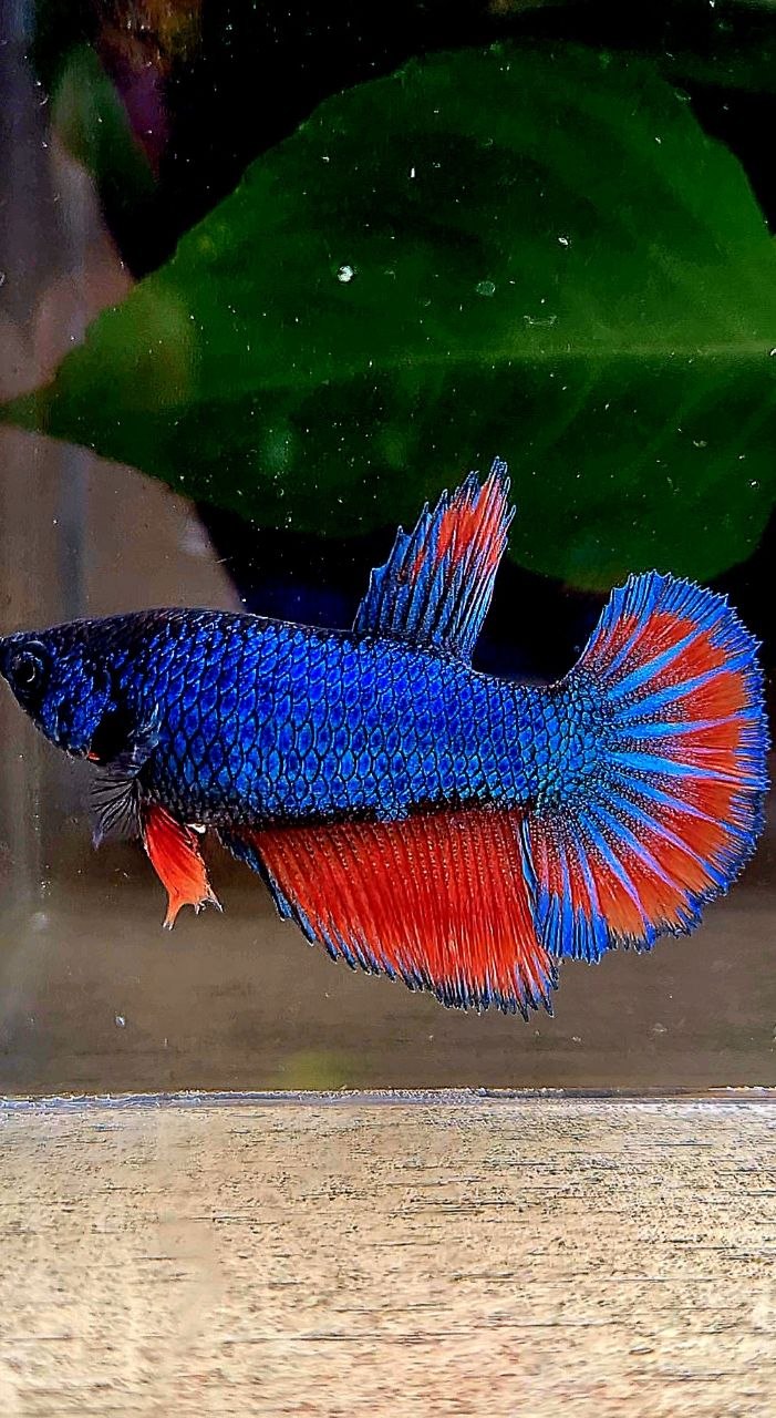 FEMALE HALFMOON ROSETAIL BLUE RED BETTA FISH