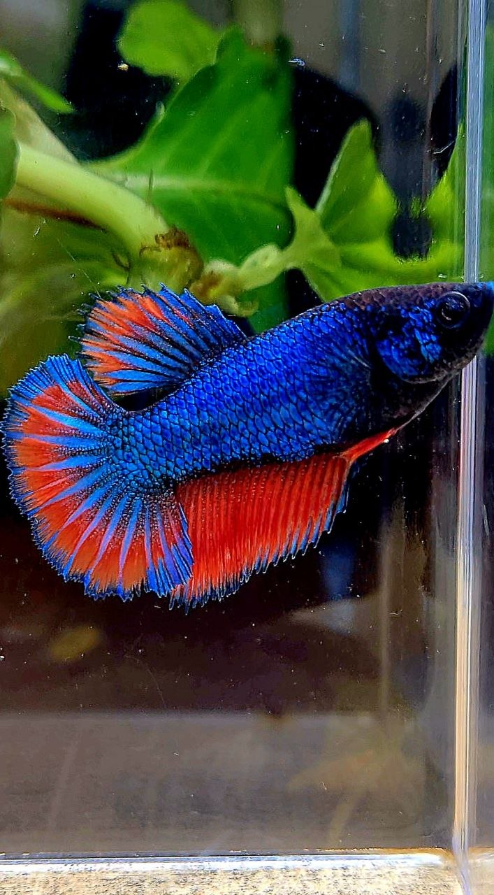 FEMALE HALFMOON ROSETAIL BLUE RED BETTA FISH