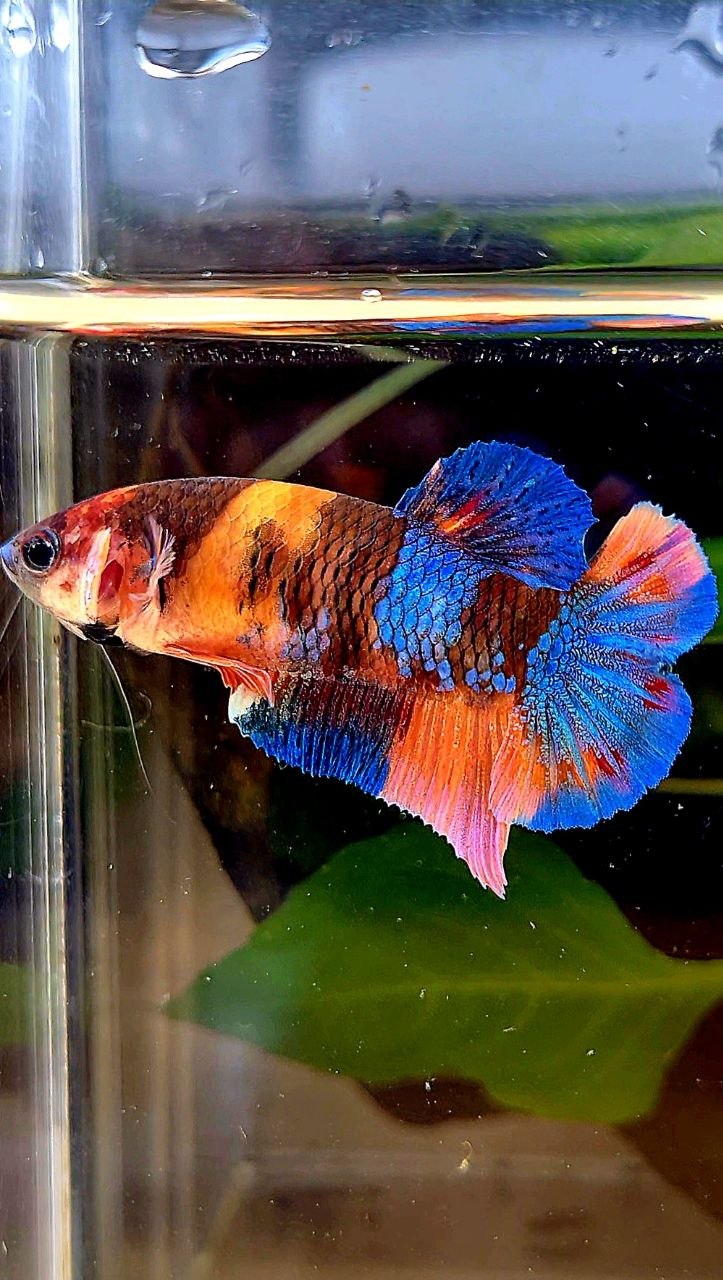 FEMALE PLAKAT GALAXY ORANGE BLUE MULTICOLOR PATTERN BETTA FISH