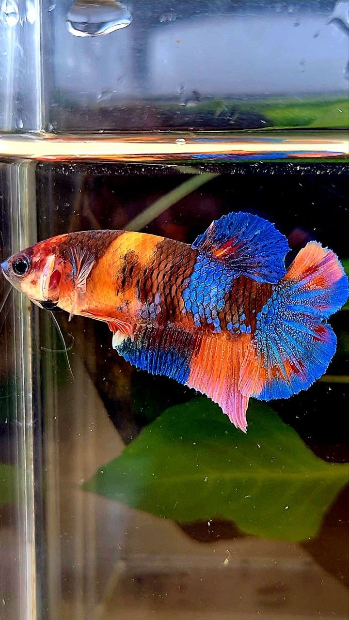 FEMALE PLAKAT GALAXY ORANGE BLUE MULTICOLOR PATTERN BETTA FISH
