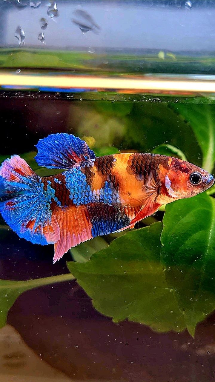 FEMALE PLAKAT GALAXY ORANGE BLUE MULTICOLOR PATTERN BETTA FISH