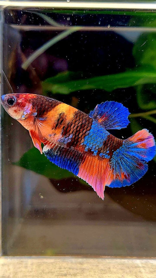 FEMALE PLAKAT GALAXY ORANGE BLUE MULTICOLOR PATTERN BETTA FISH