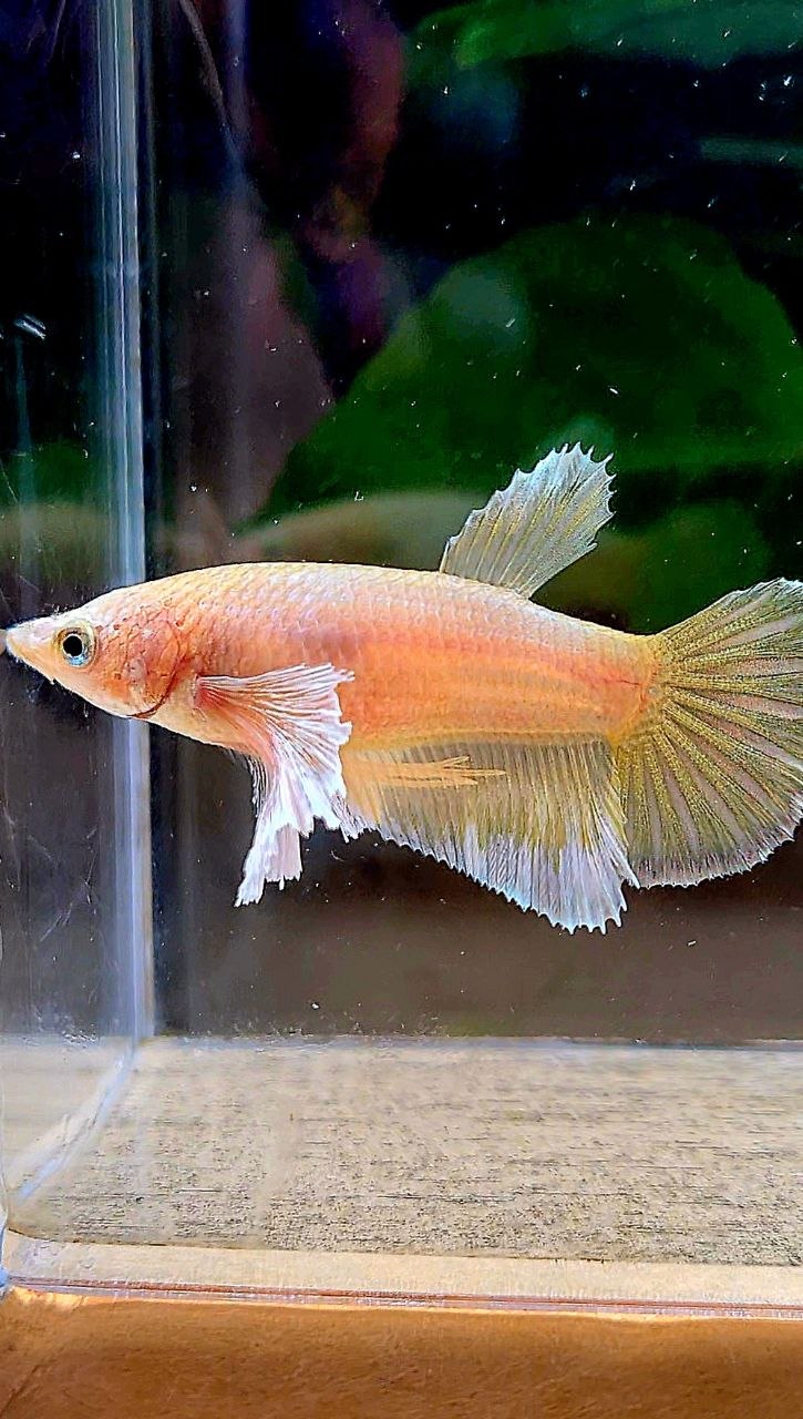 FEMALE HALFMOON SUPER DUMBO EAR GOLD BETTA FISH