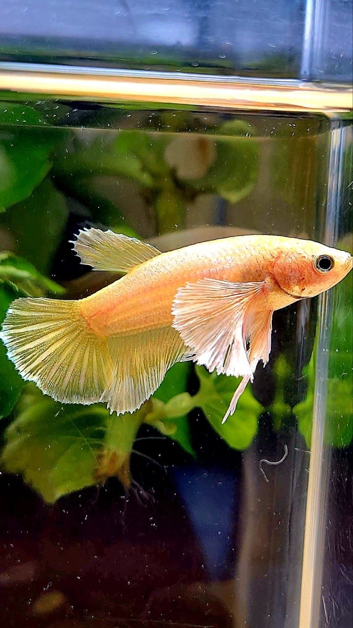 FEMALE HALFMOON SUPER DUMBO EAR GOLD BETTA FISH