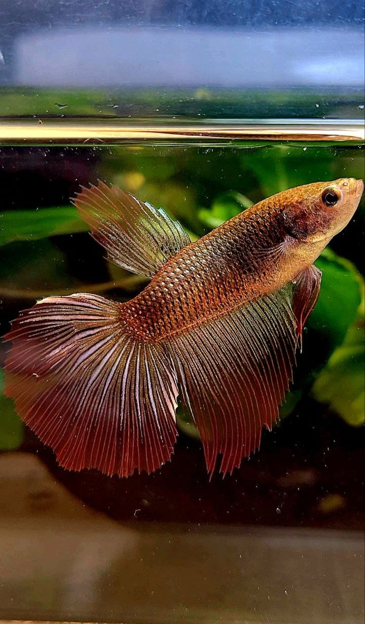 XL FEMALE HALFMOON RED COPPER BETTA FISH