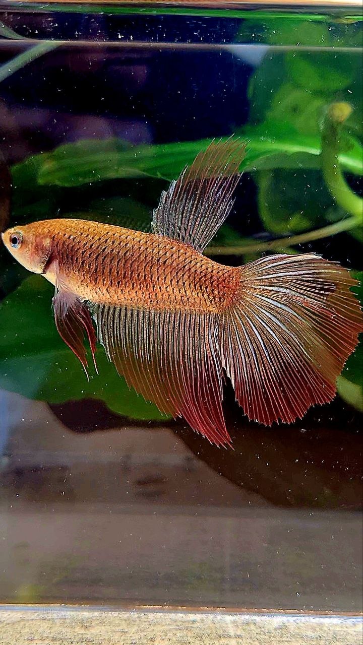 XL FEMALE HALFMOON RED COPPER BETTA FISH