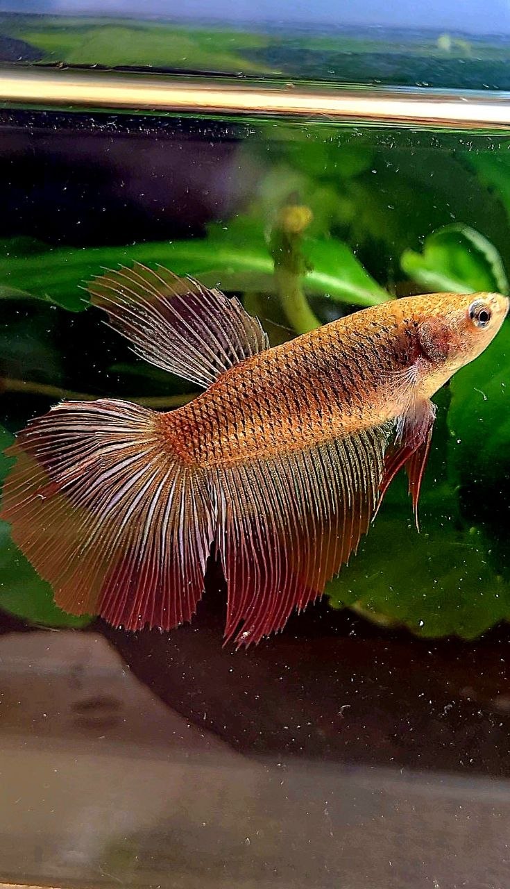 XL FEMALE HALFMOON RED COPPER BETTA FISH