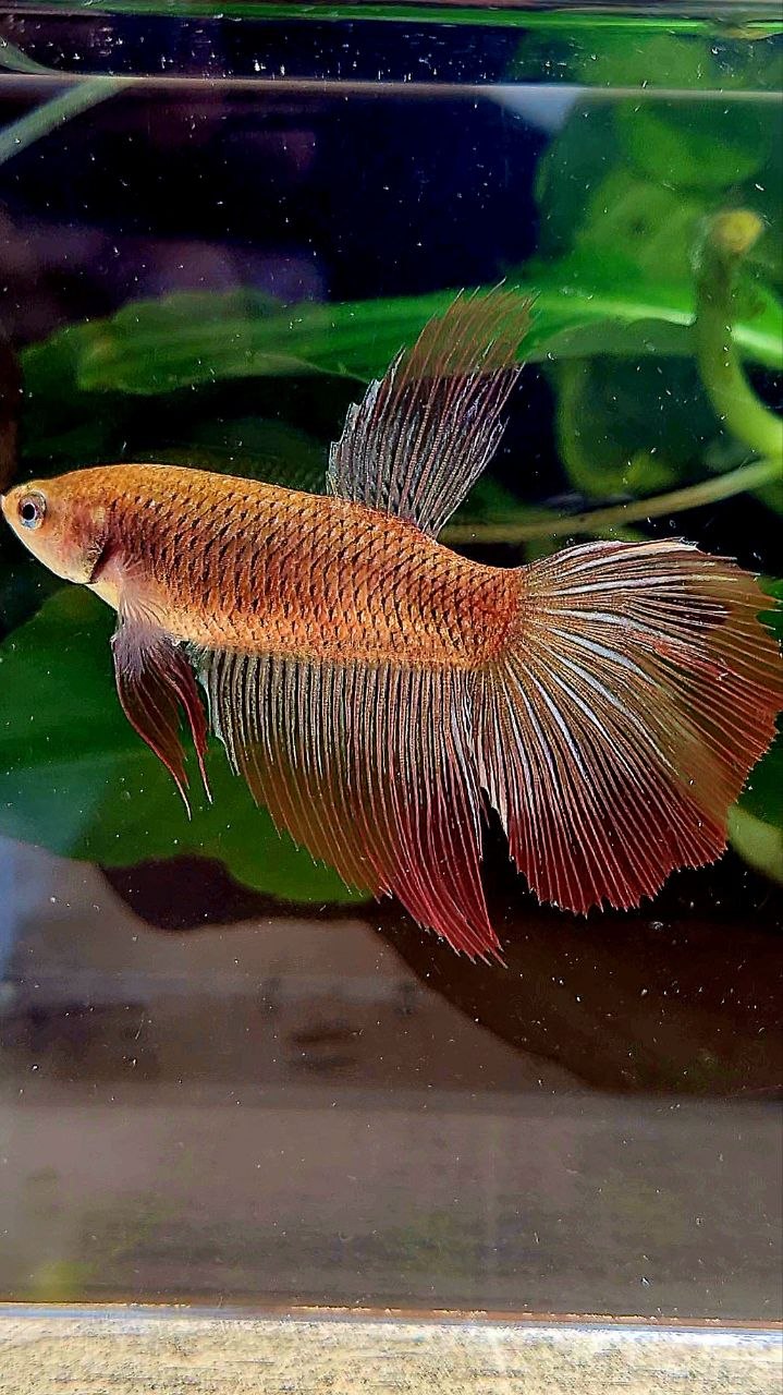 XL FEMALE HALFMOON RED COPPER BETTA FISH