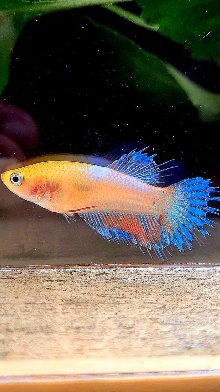 FEMALE CROWNTAIL YELLOW FANCY BETTA FISH