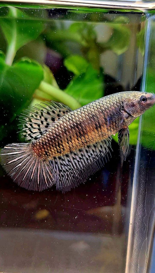 LUXURY FEMALE HALFMOON ALIEN COPPER BETTA FISH