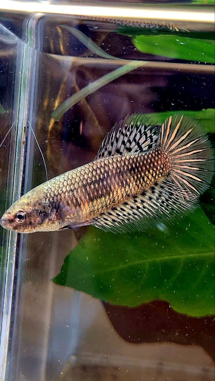 LUXURY FEMALE HALFMOON ALIEN COPPER BETTA FISH