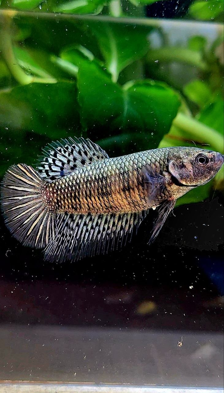 LUXURY FEMALE HALFMOON ALIEN COPPER BETTA FISH