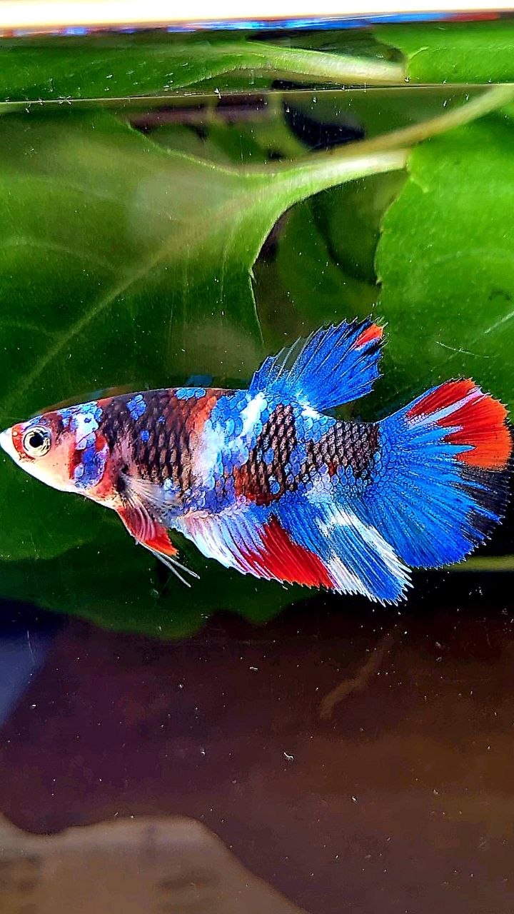 FEMALE HALFMOON GALAXY MULTICOLOR BETTA FISH