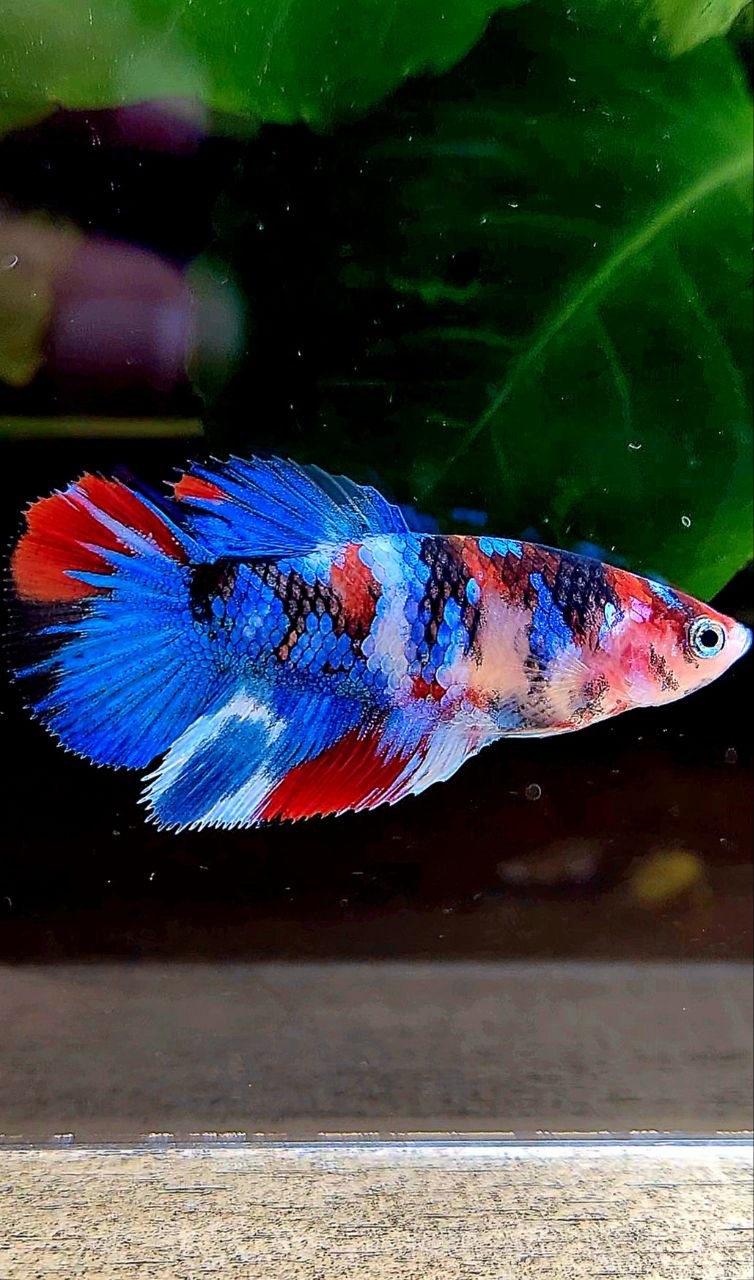 FEMALE HALFMOON GALAXY MULTICOLOR BETTA FISH