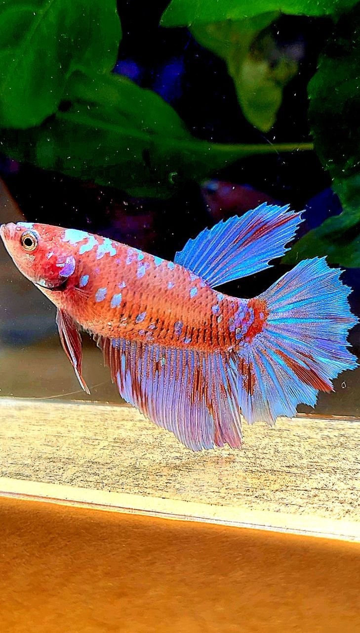 FEMALE HALFMOON ROSETAIL RED PURPLE GALAXY RPG BETTA FISH