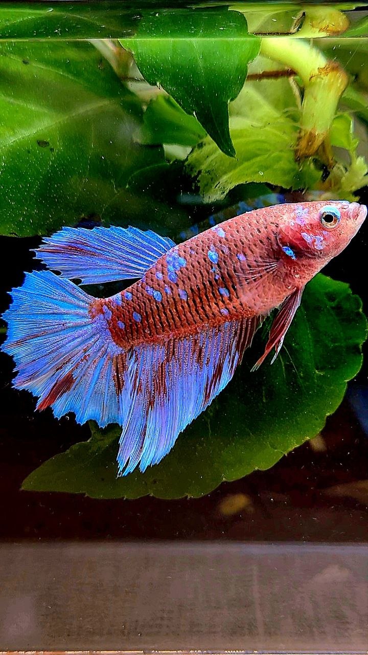 FEMALE HALFMOON ROSETAIL RED PURPLE GALAXY RPG BETTA FISH