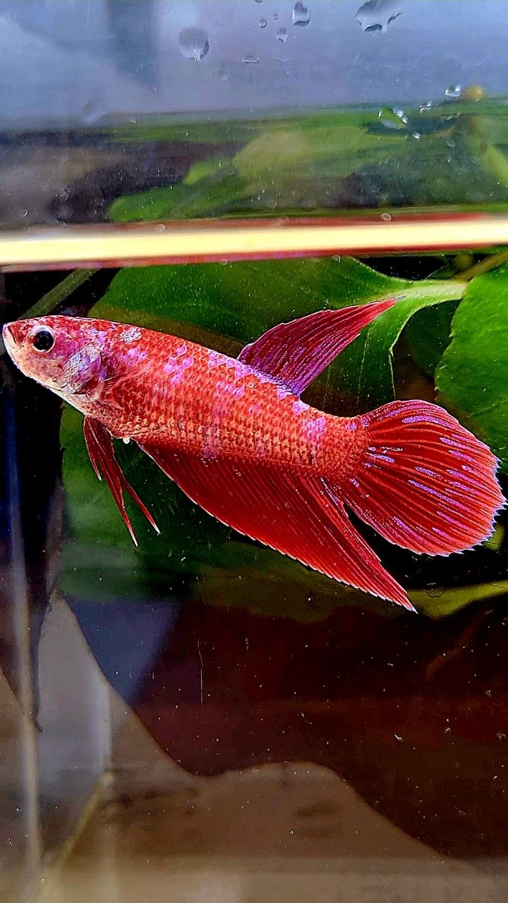 FEMALE VEILTAIL RED INUYASHA GALAXY PURPLE BETTA FISH
