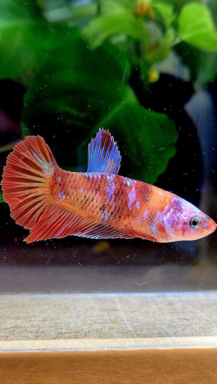 FEMALE PLAKAT ORANGE GALAXY MULTICOLOR BETTA FISH
