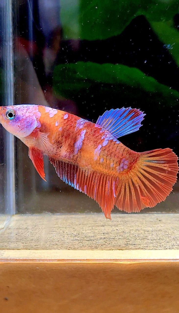 FEMALE PLAKAT ORANGE GALAXY MULTICOLOR BETTA FISH