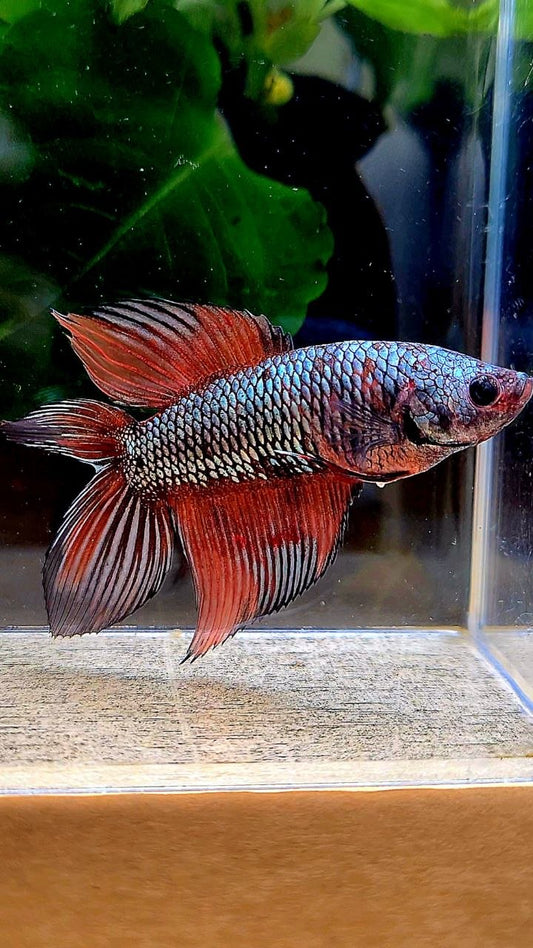 FEMALE VEILTAIL DOUBLE TAIL COPPER ORANGE MULTICOLOR BETTA FISH
