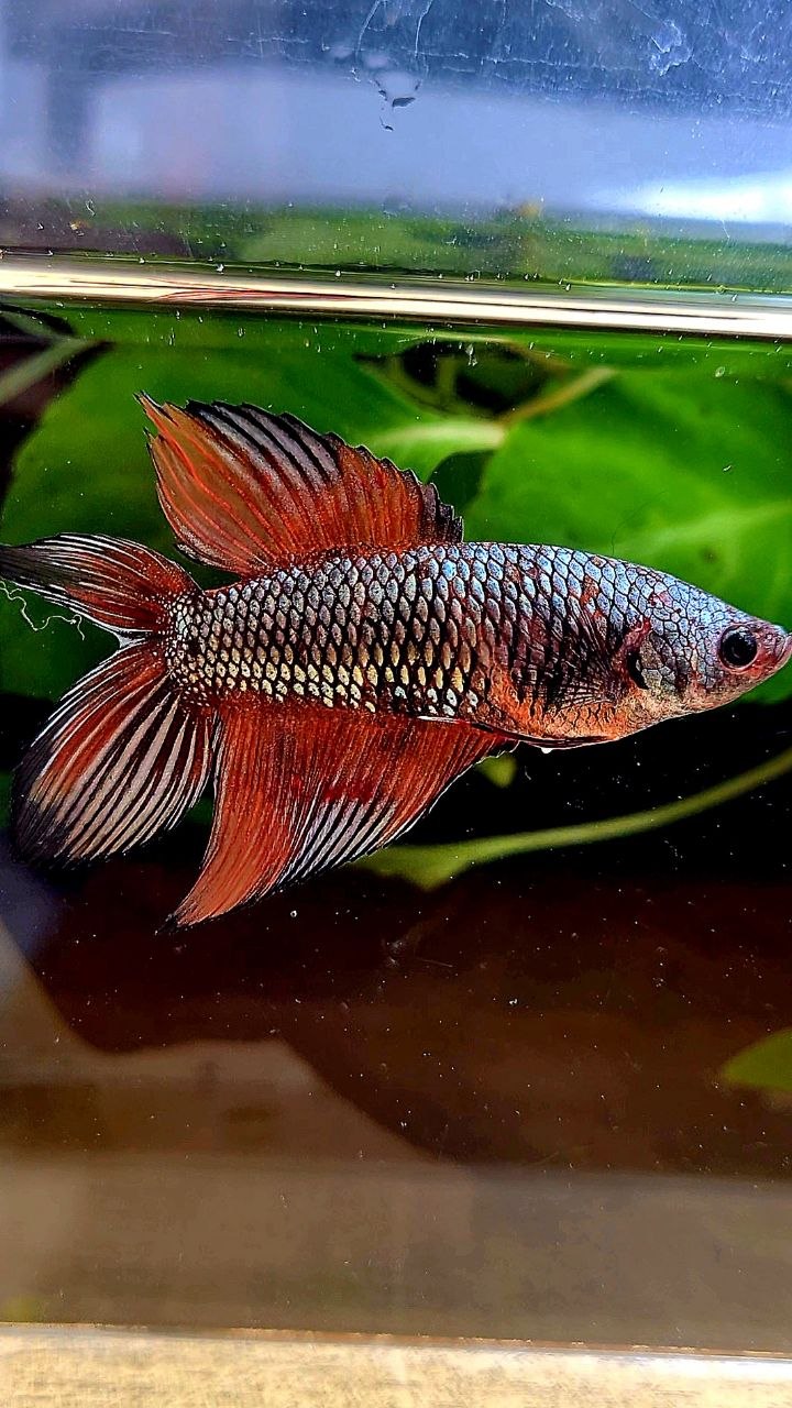 FEMALE VEILTAIL DOUBLE TAIL COPPER ORANGE MULTICOLOR BETTA FISH
