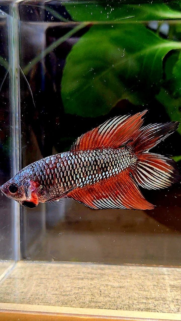FEMALE VEILTAIL DOUBLE TAIL COPPER ORANGE MULTICOLOR BETTA FISH