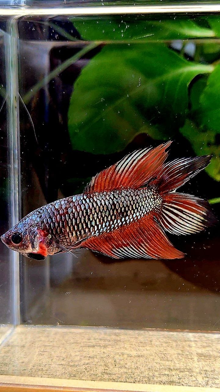 FEMALE VEILTAIL DOUBLE TAIL COPPER ORANGE MULTICOLOR BETTA FISH