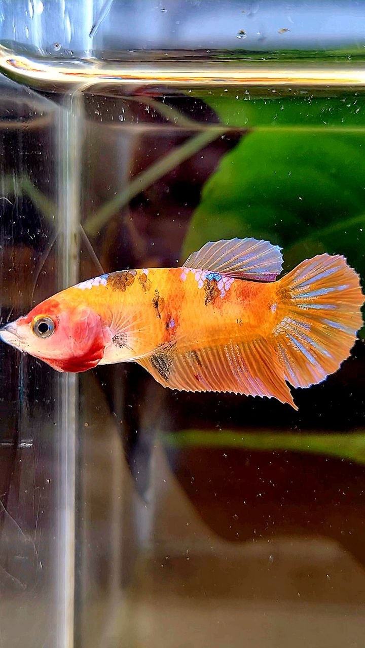 FEMALE PLAKAT ORANGE GALAXY MULTICOLOR BETTA FISH