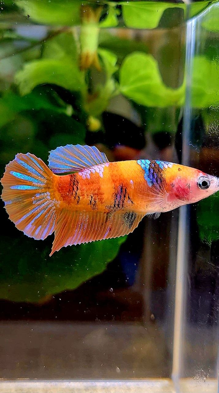 FEMALE PLAKAT ORANGE GALAXY MULTICOLOR BETTA FISH