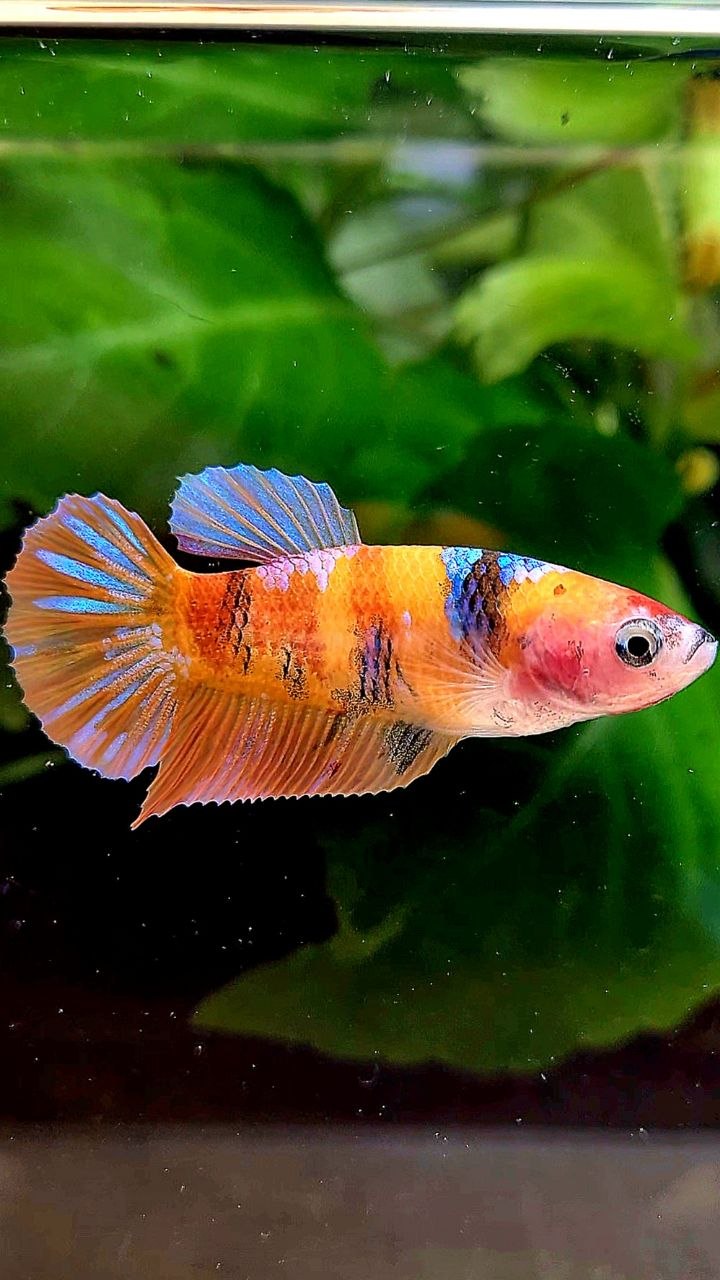 FEMALE PLAKAT ORANGE GALAXY MULTICOLOR BETTA FISH