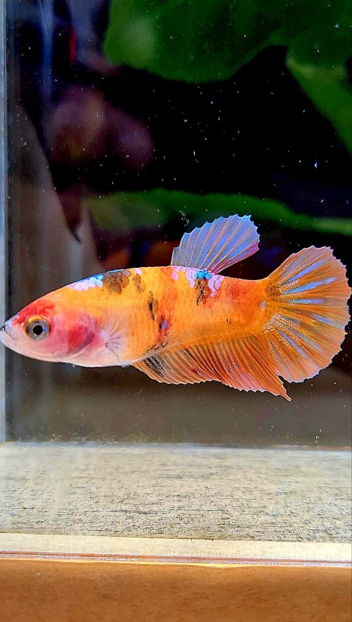 FEMALE PLAKAT ORANGE GALAXY MULTICOLOR BETTA FISH