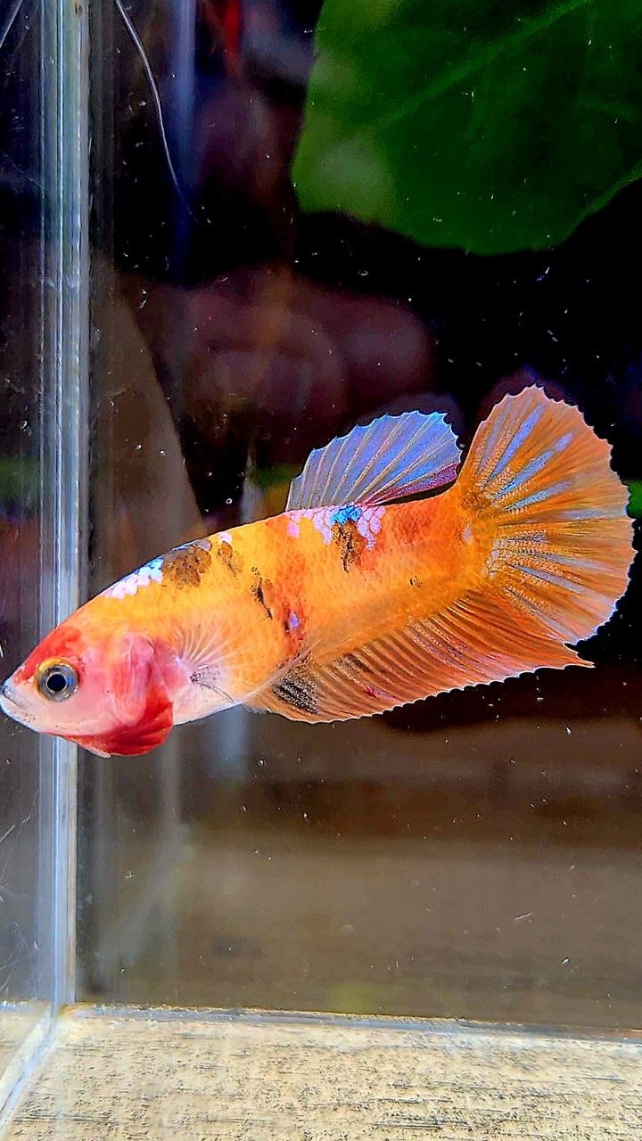 FEMALE PLAKAT ORANGE GALAXY MULTICOLOR BETTA FISH