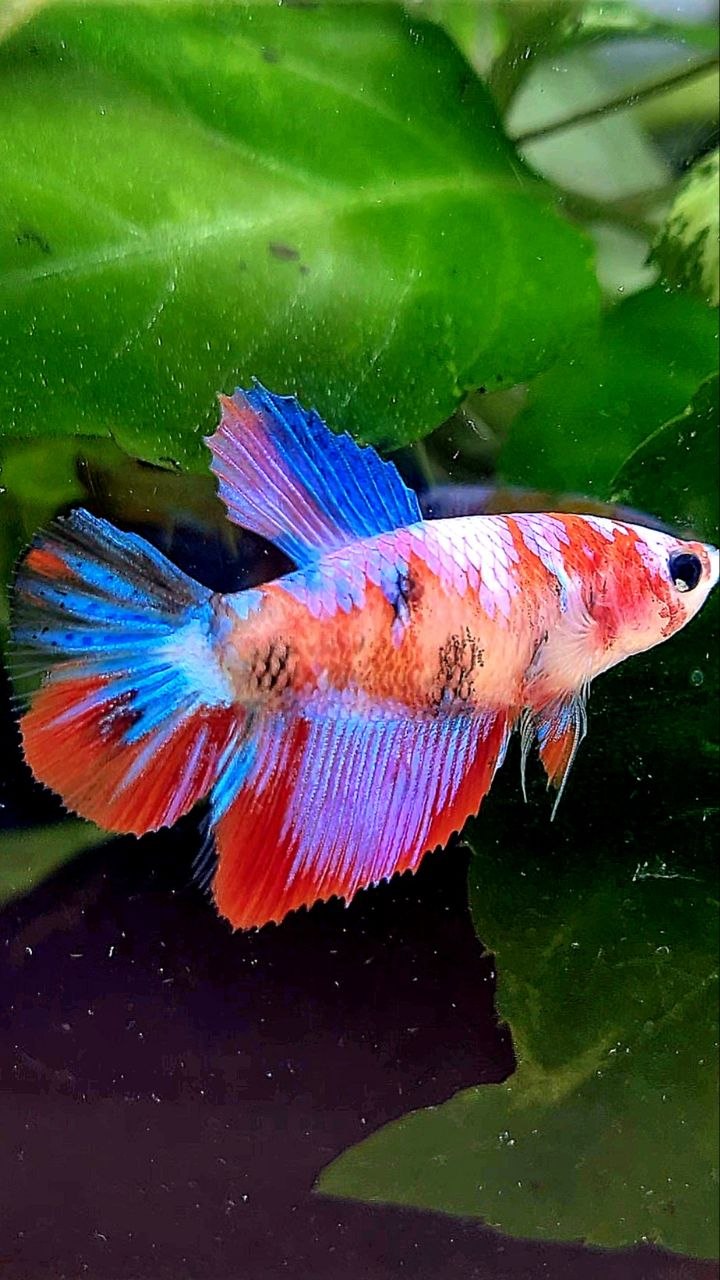 FEMALE HALFMOON RED PURPLE GALAXY MULTICOLOR BETTA FISH
