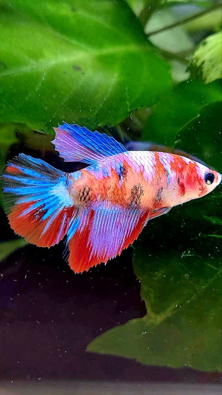 FEMALE HALFMOON RED PURPLE GALAXY MULTICOLOR BETTA FISH
