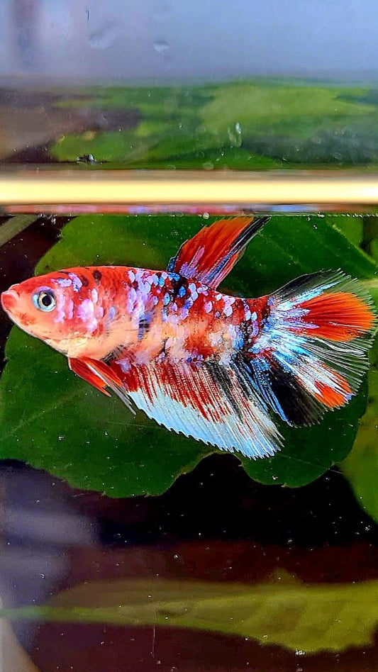 FEMALE HALFMOON RED WHITE BLACK GALAXY MULTICOLOR BETTA FISH