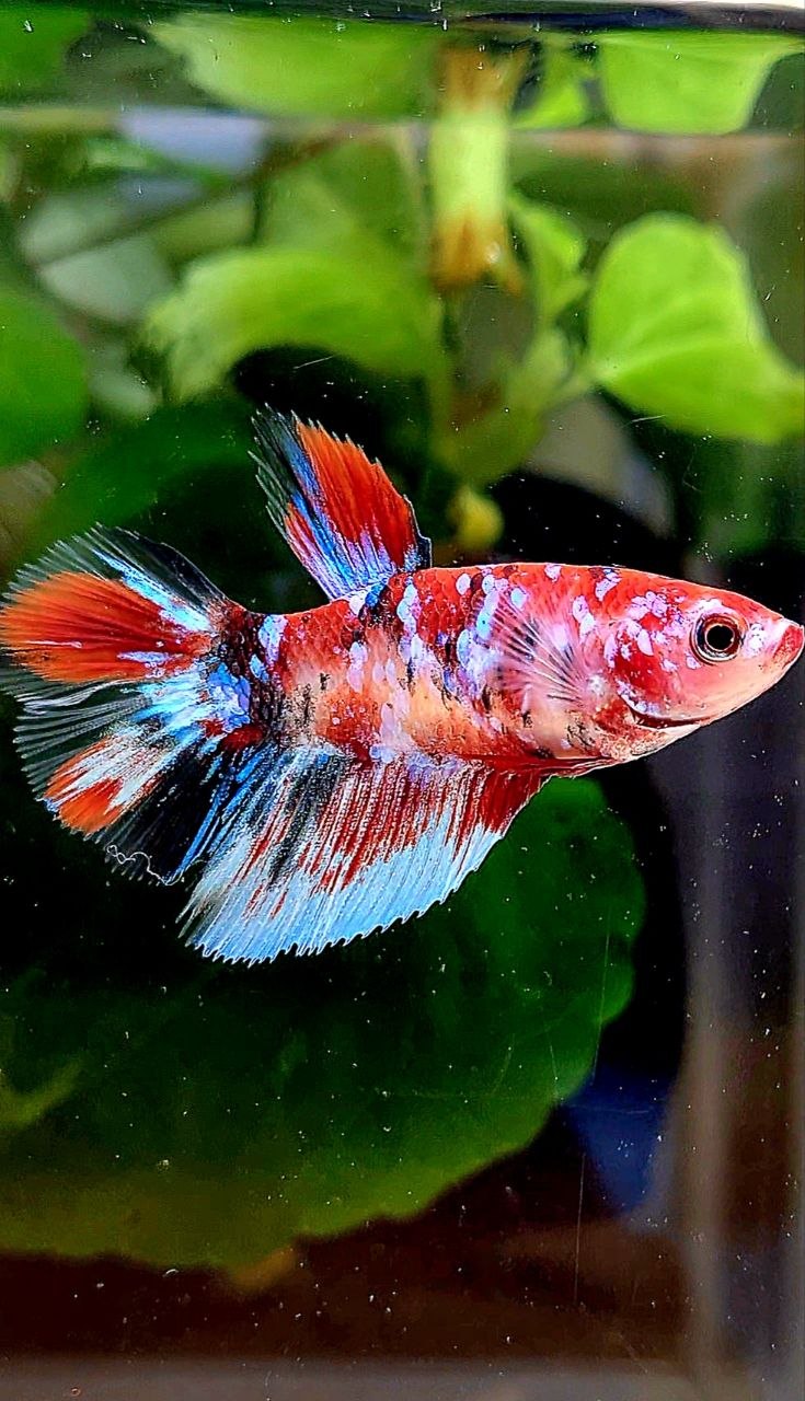 FEMALE HALFMOON RED WHITE BLACK GALAXY MULTICOLOR BETTA FISH