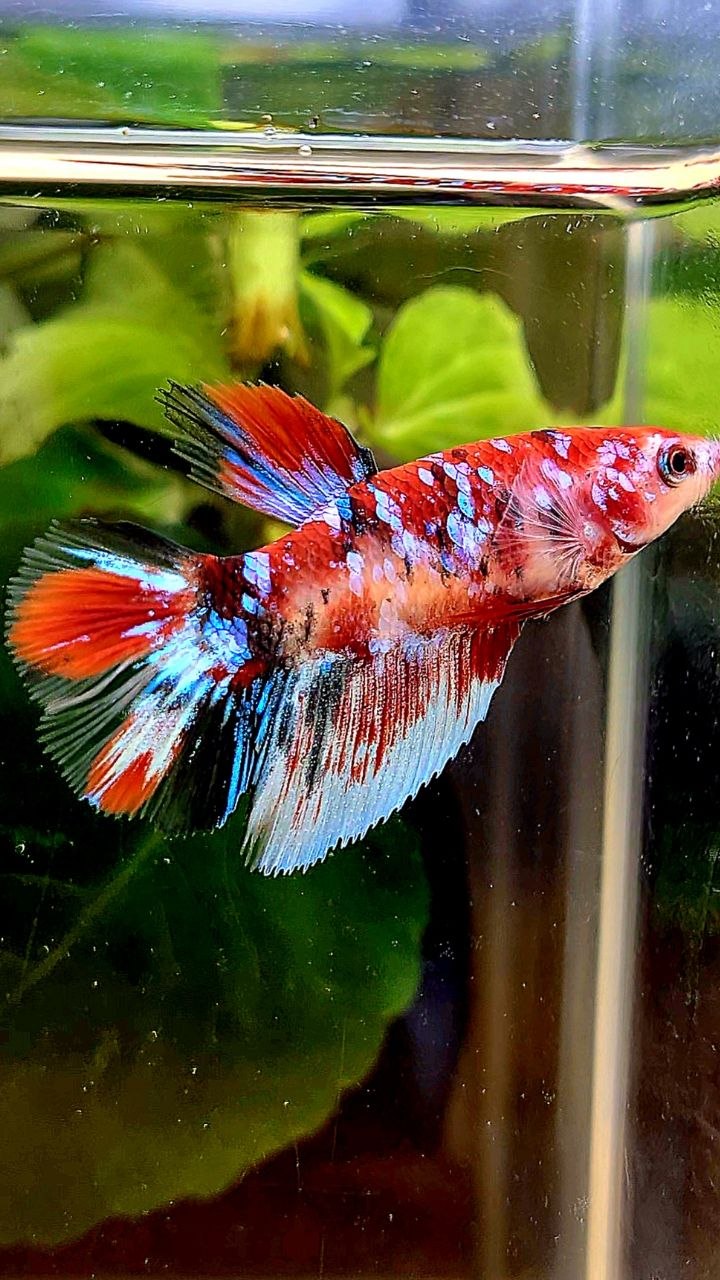 FEMALE HALFMOON RED WHITE BLACK GALAXY MULTICOLOR BETTA FISH