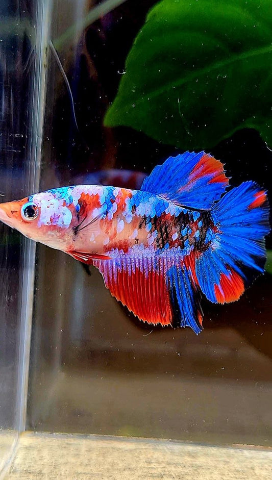 FEMALE HALFMOON RED KOI GALAXY MULTICOLOR BETTA FISH