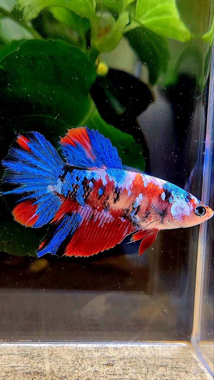 FEMALE HALFMOON RED KOI GALAXY MULTICOLOR BETTA FISH