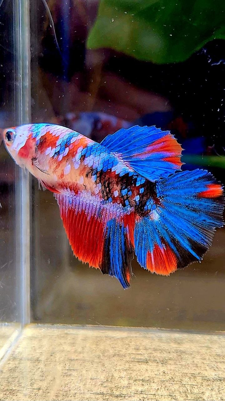 FEMALE HALFMOON RED KOI GALAXY MULTICOLOR BETTA FISH