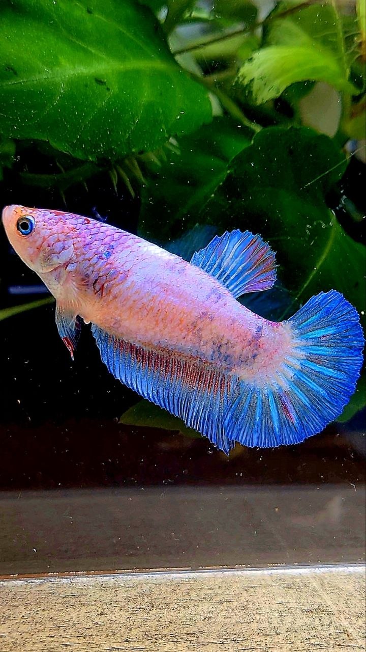 FEMALE PLAKAT BLUE PINK FLAMINGGO BETTA FISH