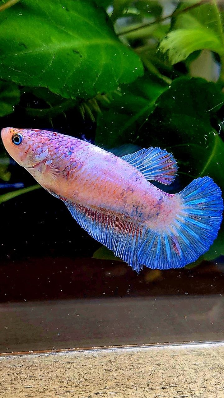 FEMALE PLAKAT BLUE PINK FLAMINGGO BETTA FISH