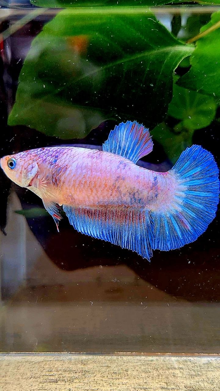 FEMALE PLAKAT BLUE PINK FLAMINGGO BETTA FISH