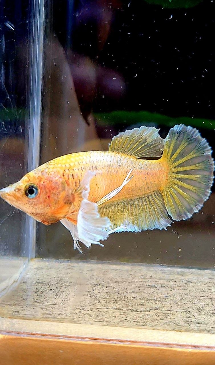 FEMALE PLAKAT DUMBO EAR GOLD BETTA FISH