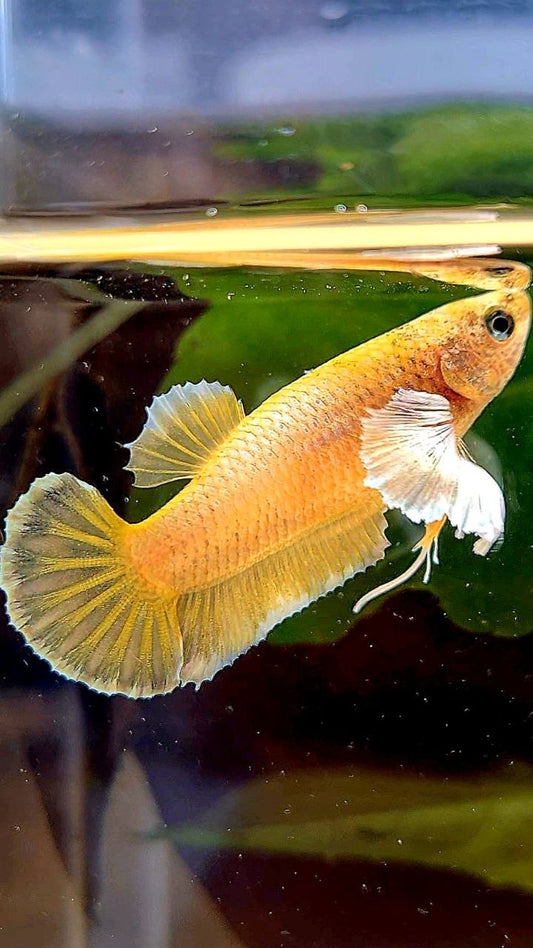 FEMALE PLAKAT DUMBO EAR GOLD BETTA FISH