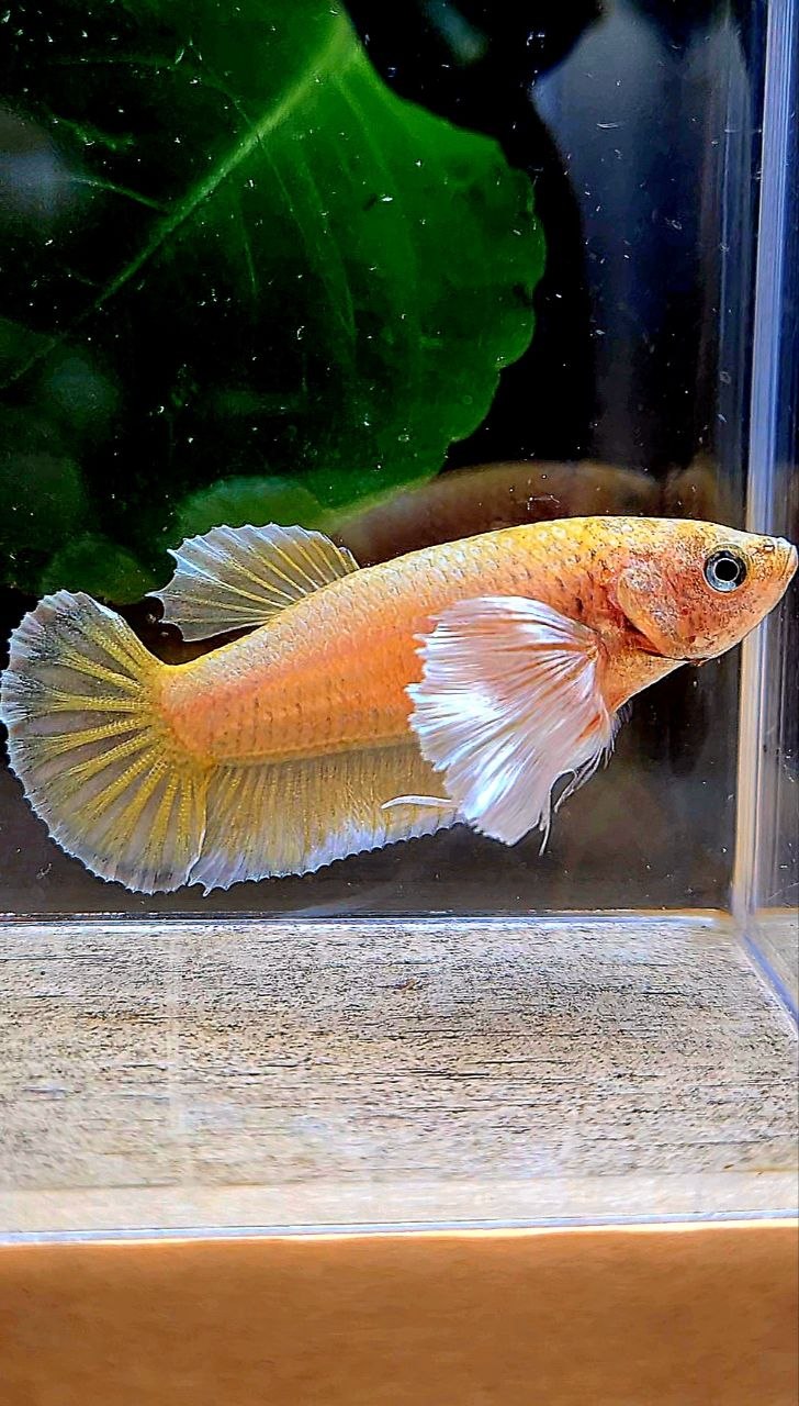 FEMALE PLAKAT DUMBO EAR GOLD BETTA FISH