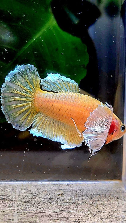 FEMALE PLAKAT DUMBO EAR GOLD BETTA FISH