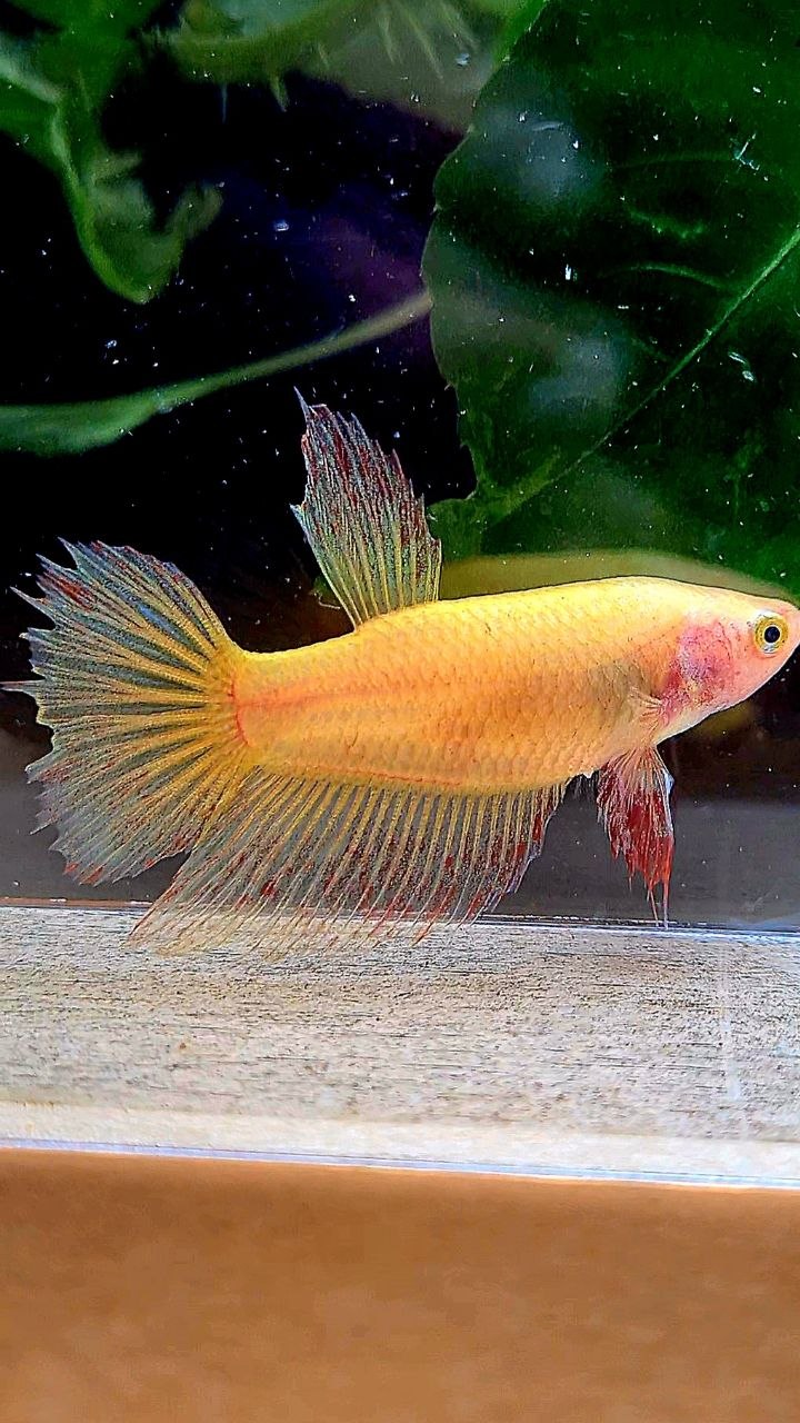 Vanda Color Betta FEMALE HALFMOON SUPER VANDA YELLOW BETTA FISH – Rare Betta Fish Store