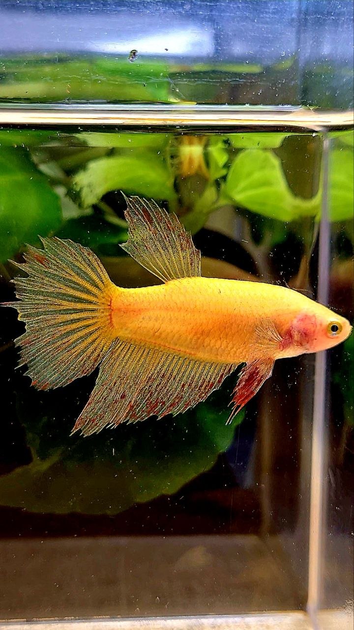 FEMALE HALFMOON SUPER VANDA YELLOW BETTA FISH